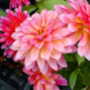 Meet your Posher, Cassidy